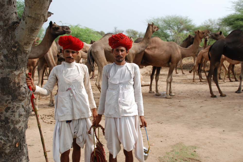 Camel Cultures of India | Sahapedia
